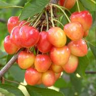 Саженец Черешня Райнер в контейнере